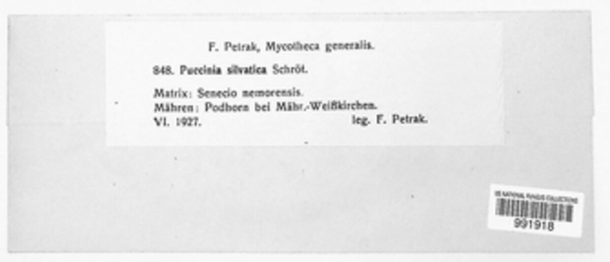 Puccinia dioicae var. silvatica image
